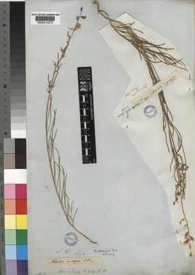 Kew Gardens K000413272:  Drege [s.n.] South Africa