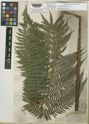 Kew Gardens K000200409:  Spruce, R. [4719] Peru