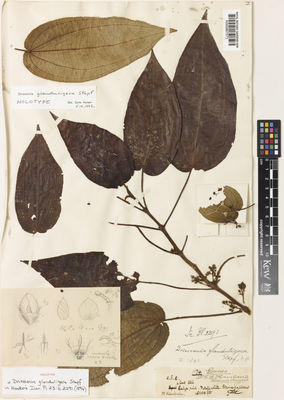 Kew Gardens K000867573:  Haviland, G.D. [1174] Malaysia