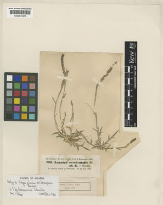 Kew Gardens K000674275:  Schimper, W. [793] Saudi Arabia