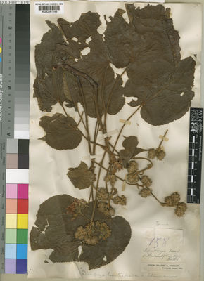 Kew Gardens K000241148:  Humblot, L. [158]