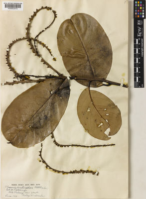 Kew Gardens K000832410:  Ritching, H. [s.n.] Malaysia