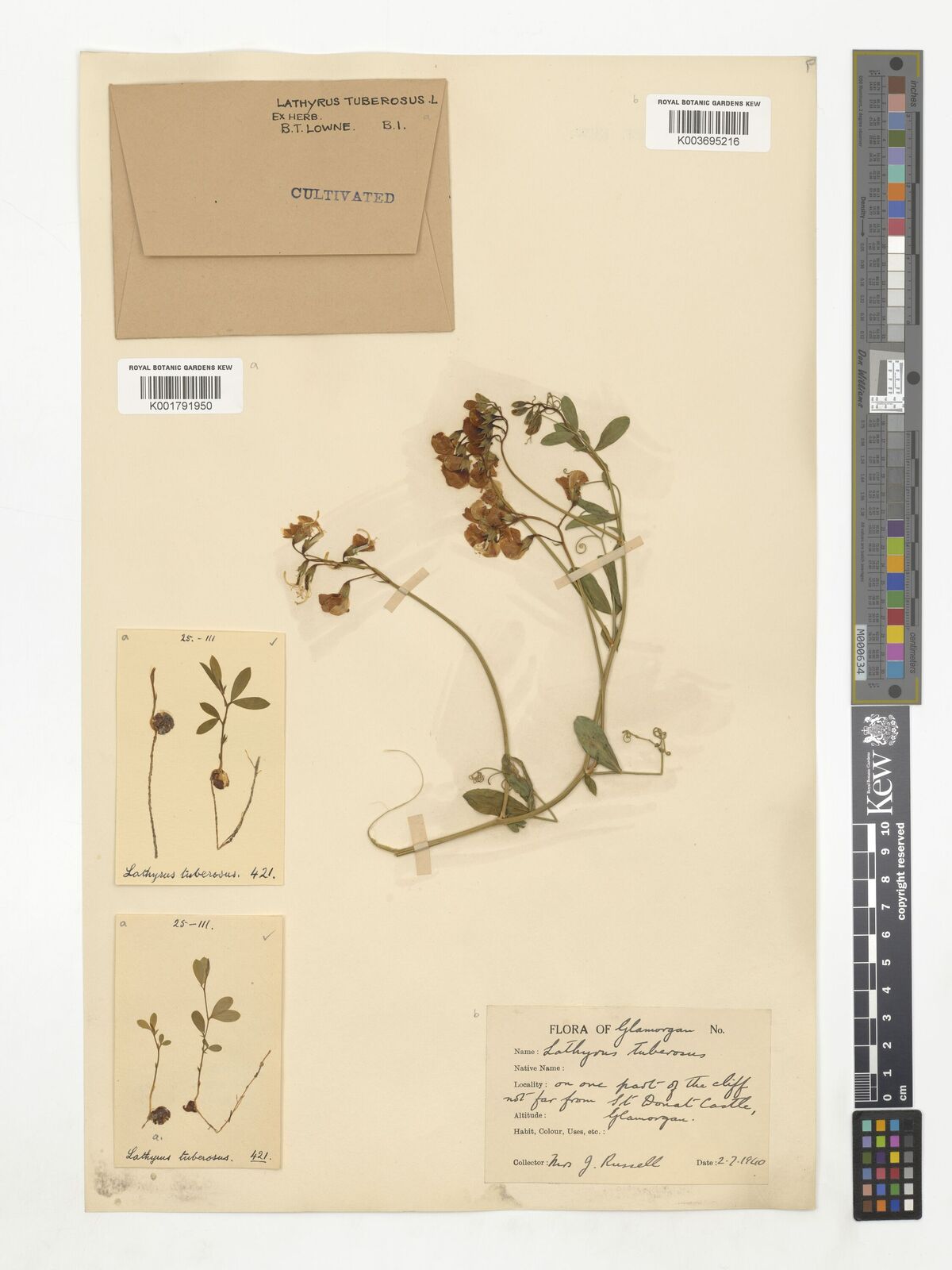 Lathyrus tuberosus L. | Plants of the World Online | Kew Science