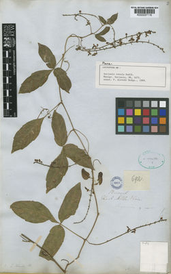 Kew Gardens K000037116:  Herb Mus. Vind. [692] Brazil