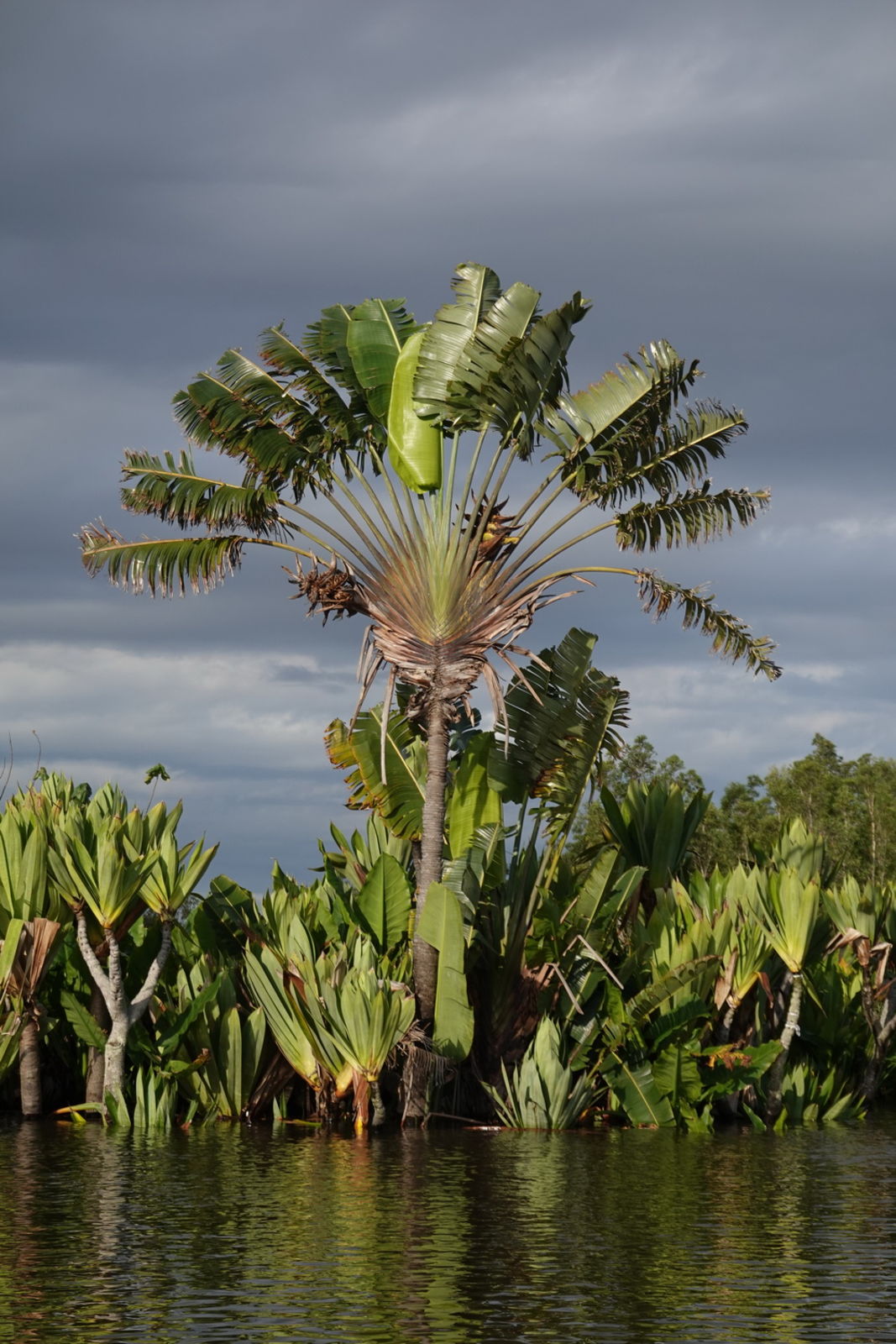 West African Plants - A Photo Guide - Ravenala madagascariensis Sonn.