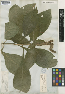 Kew Gardens K000534469:  Sinclair [s.n.] Honduras