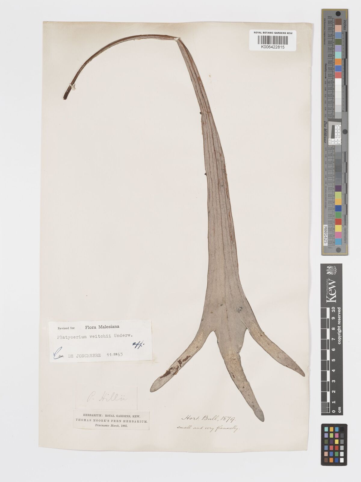 Platycerium veitchii (Underw.) C.Chr. | Plants of the World Online