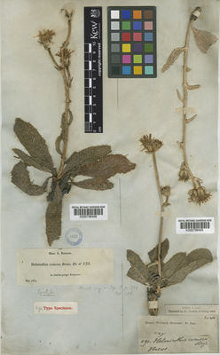 Kew Gardens K000796485:  Blanco, A. [s.n.] Spain