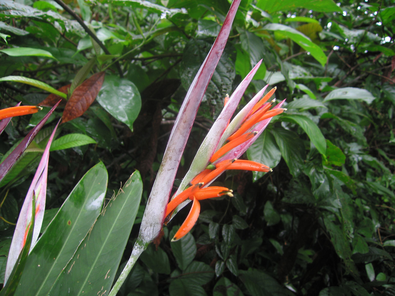 Heliconia Hirsuta L.f. 