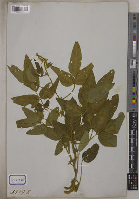 Kew Gardens K001121173:  s.coll. [Cat. no. 5529]