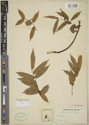 Kew Gardens K001096946:  Lebrun, J.A. [5249] Congo, Democratic Republic of the