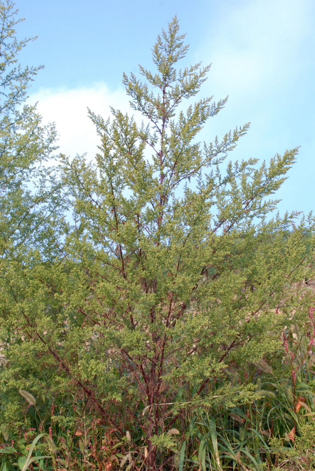 Observation: Artemisia annua L. (marlonschenker00 Sep 27, 2022) Useful  plants - Pl@ntNet identify