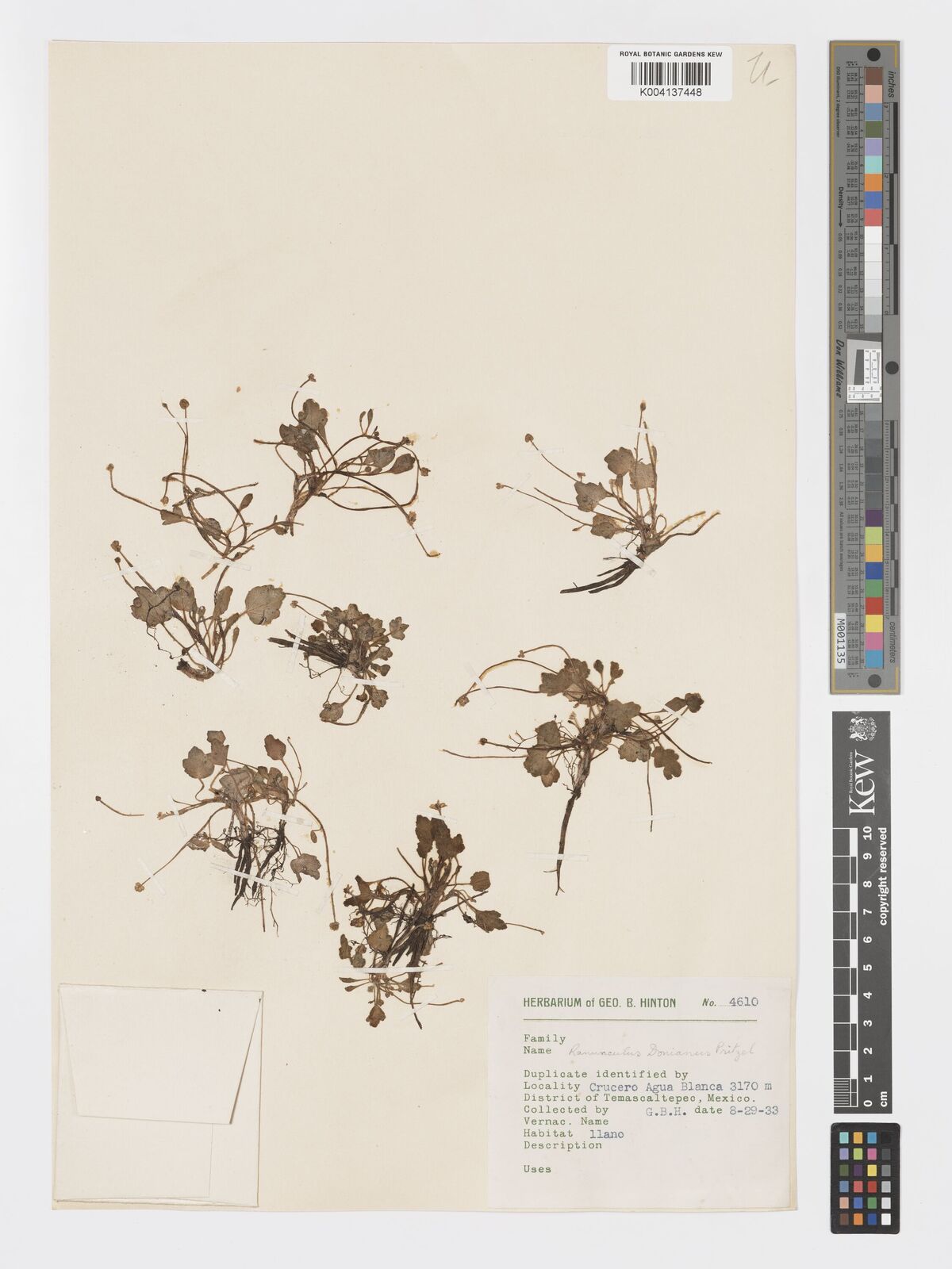 Ranunculus donianus