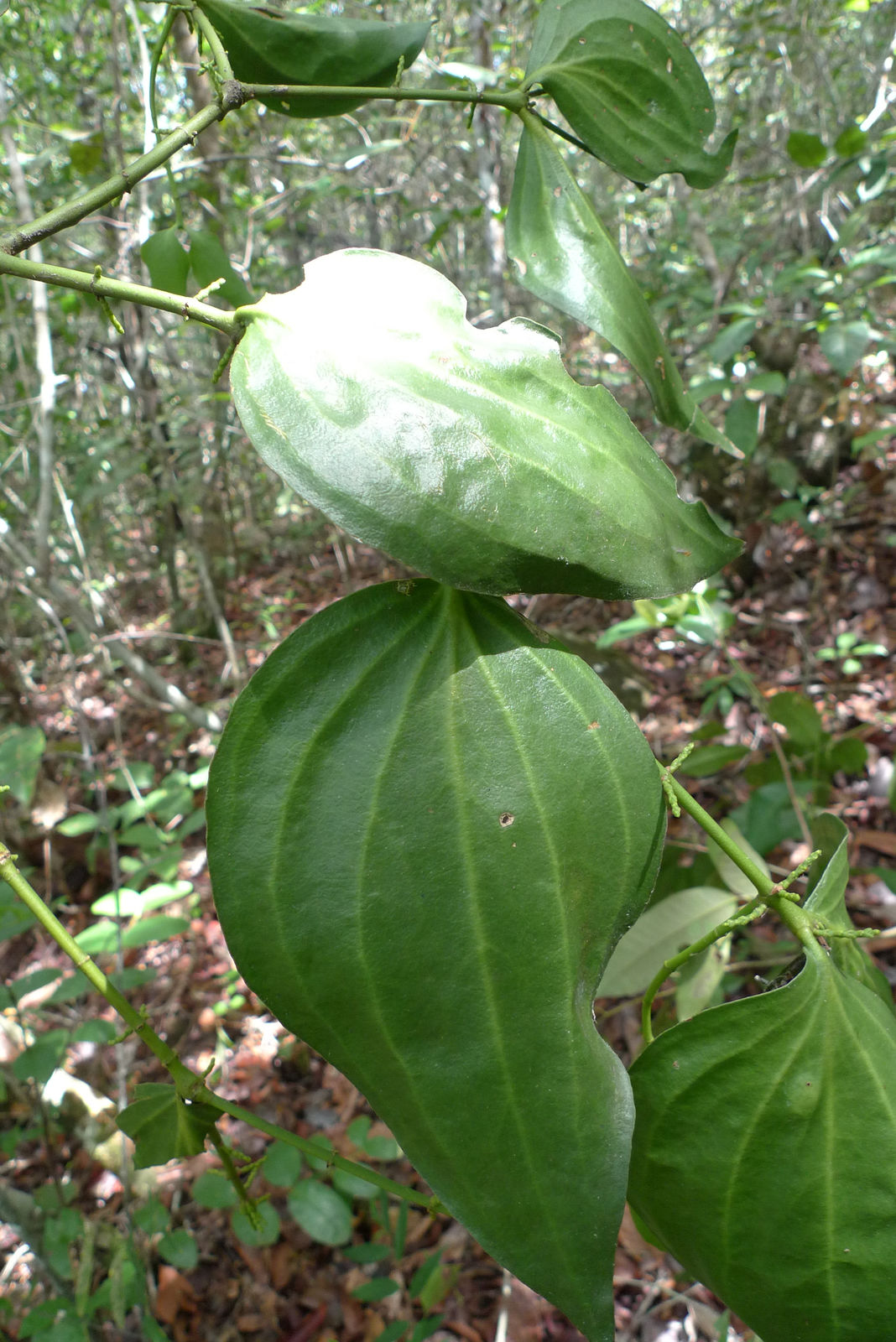 Phoradendron Crassifolium (Pohl Ex DC.) Eichler | Plants Of The World ...