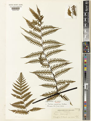 Kew Gardens K000375363:  Croft, J.R.; Marsh, J.I. [LAE71234] Papua New Guinea