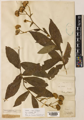 Kew Gardens K000250059:  Nuttall, T. [s.n.] Bhutan