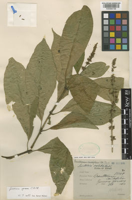 Kew Gardens K000884168:  Ridley, H.N. [15049] Malaysia