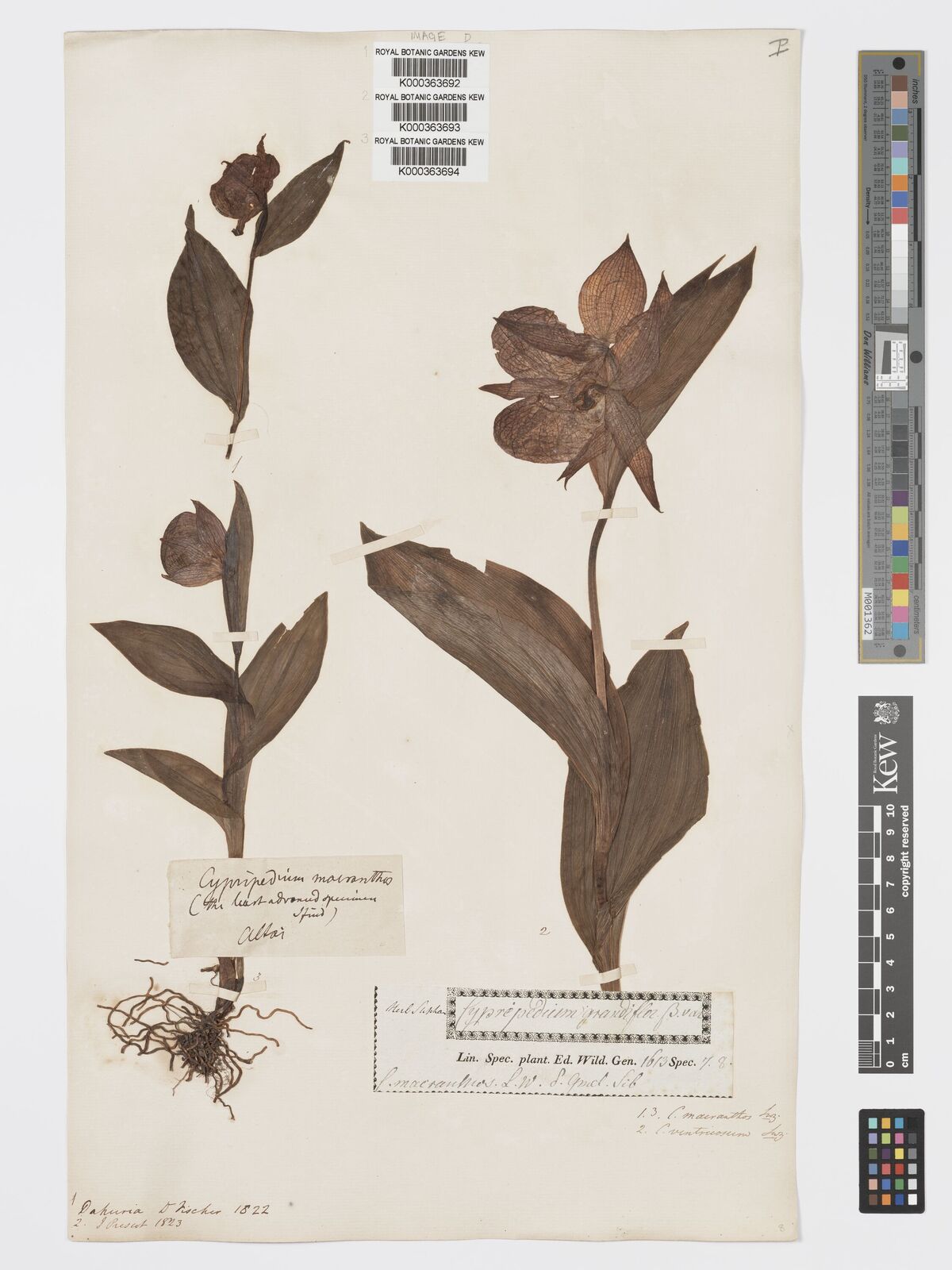 Kew Gardens K000363692:  Fischer [s.n.] Russia