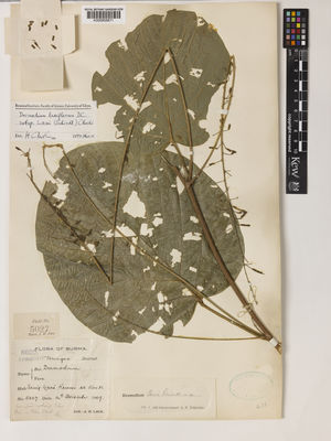 Kew Gardens K000858871:  Lace, J.H. [5027] Burma