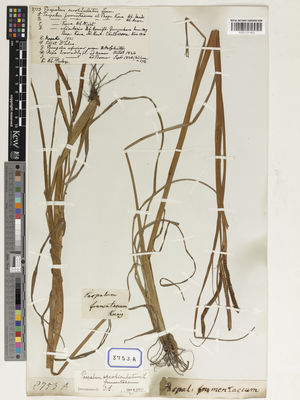 Kew Gardens K001131493:  s.coll. [Cat. no. 8753]