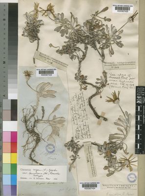 Kew Gardens K000307422:  Drege [s.n.] South Africa