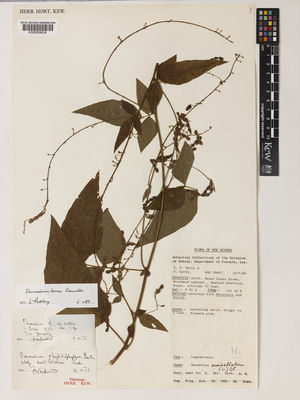 Kew Gardens K000858834:  Henty, E.E.; Katik, P. [38667] New Guinea