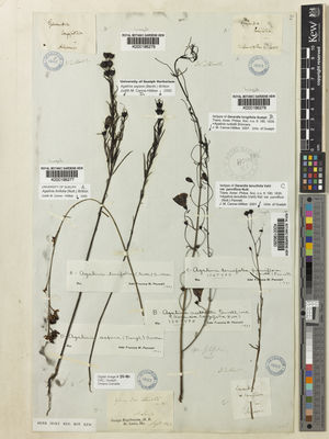 Kew Gardens K000196280:  Nuttall, T. [s.n.] United States