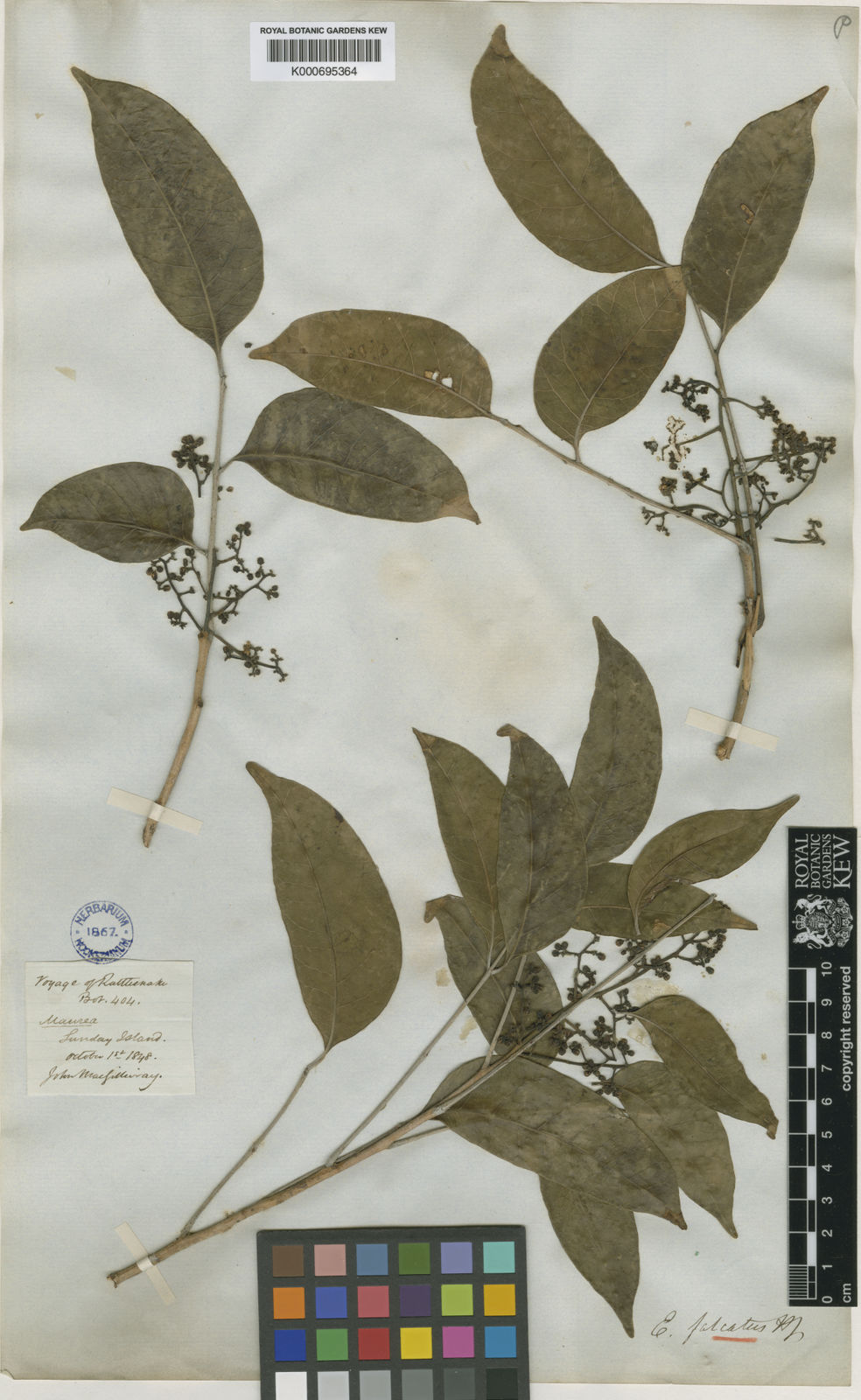 Euroschinus Falcatus Hook.f. | Plants Of The World Online | Kew Science