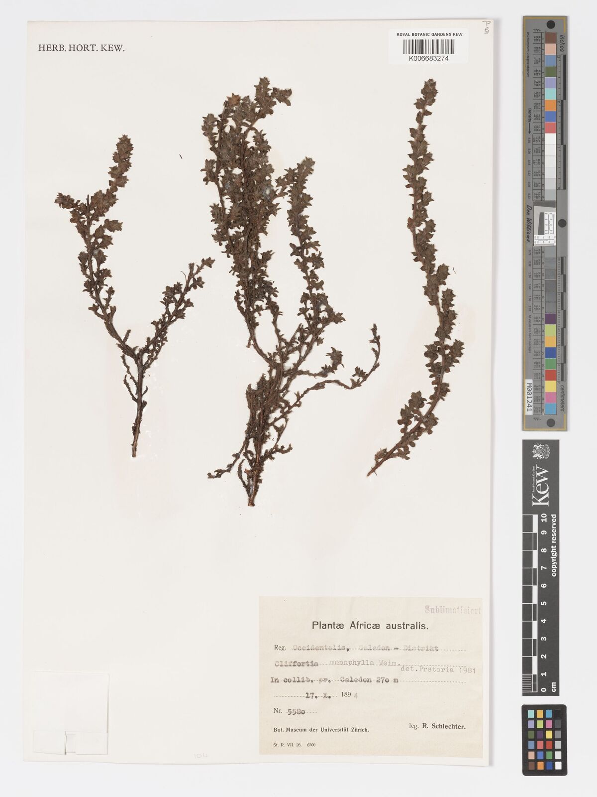 Cliffortia monophylla