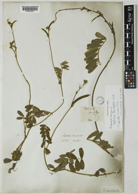 Kew Gardens K000848921:  Hooker [s.n.] United States