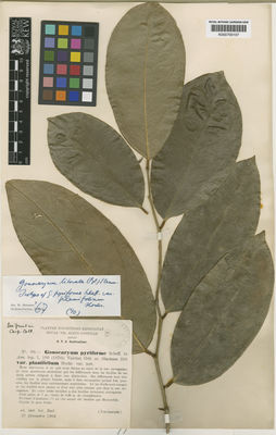 Kew Gardens K000700107:  s.coll. [s.n.] Indonesia