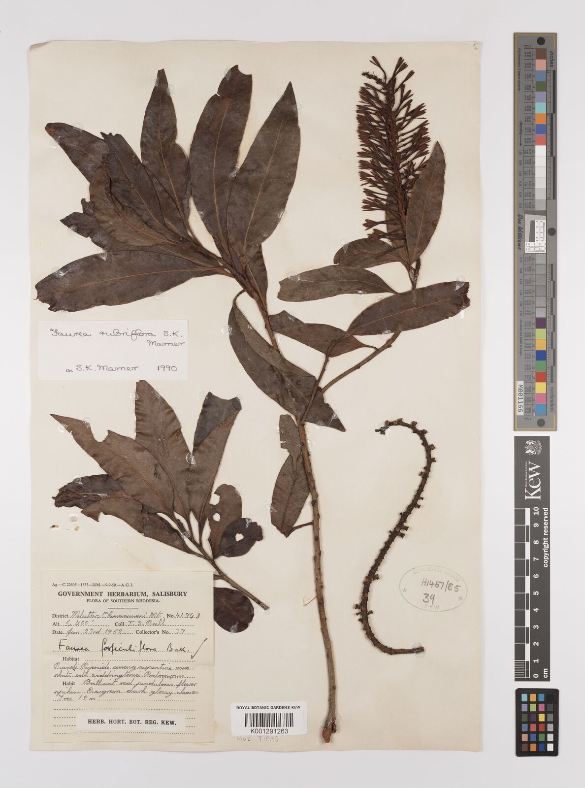 Faurea rubriflora
