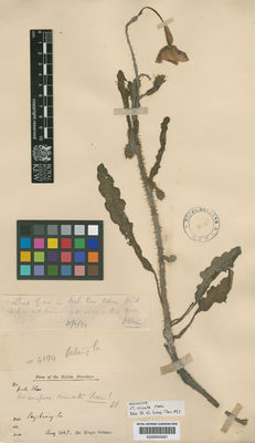 Kew Gardens K000653281:  King (Dr)'s collector. [4194] India