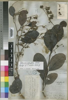 Kew Gardens K000076069:  Vogel [s.n.] Niger