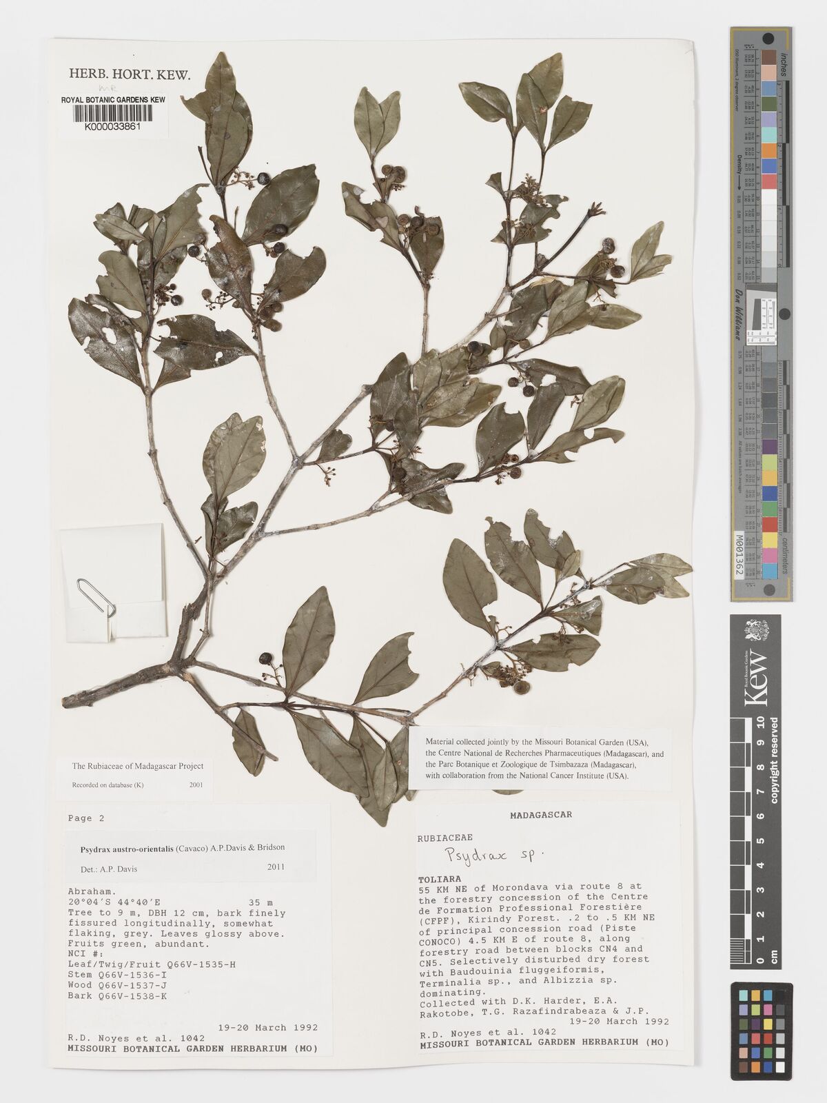 Psydrax austro-orientalis