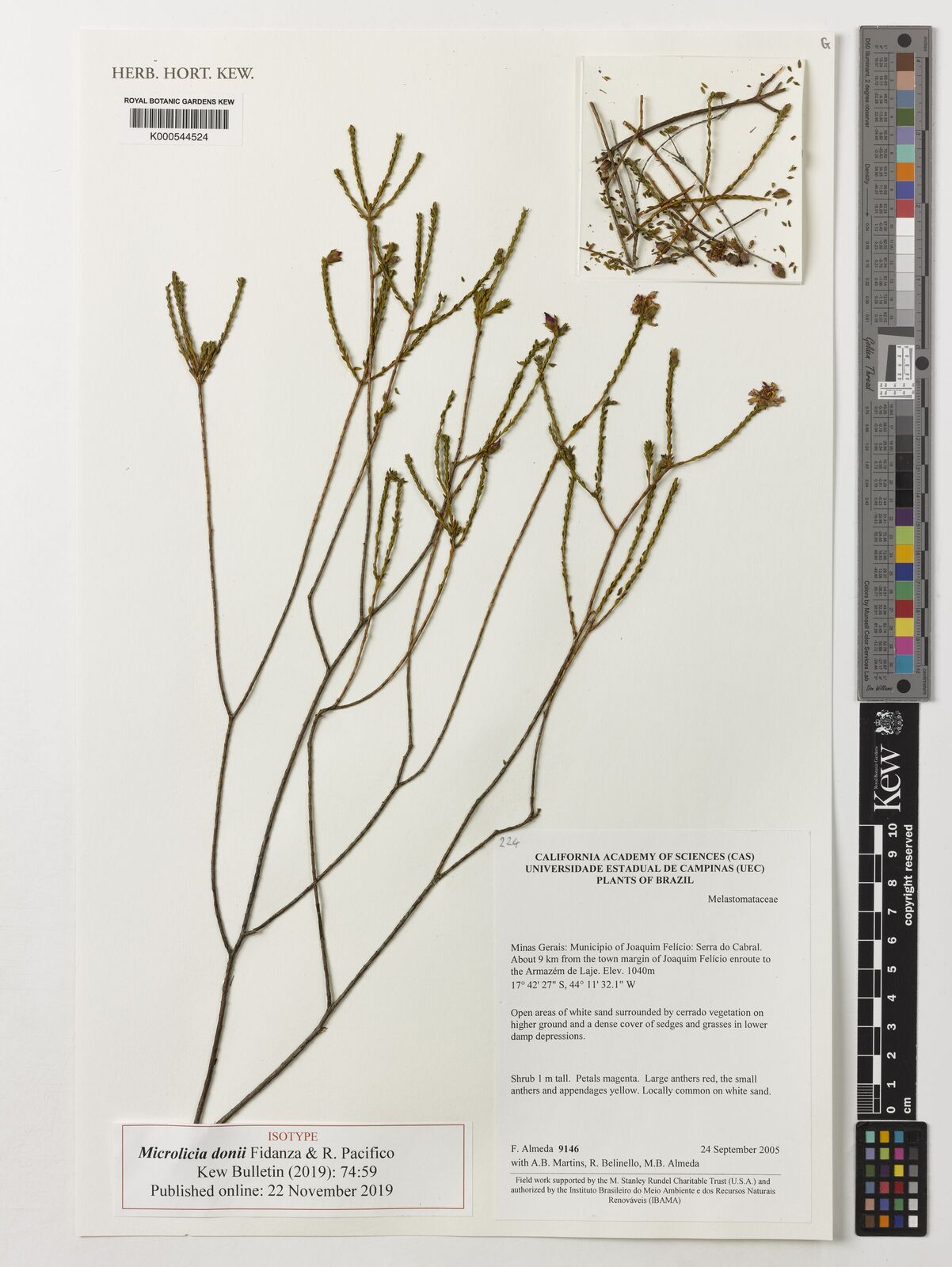 Kew Gardens K000544524:  Almeda, F.; Martins, A.B.; Belinello, R.; Almeda, M.B. [9146] Brazil