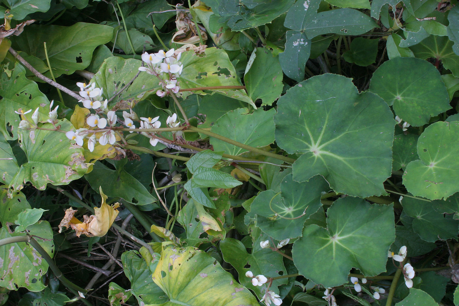 Begonia plebeja Liebm. | Plants of the World Online | Kew Science