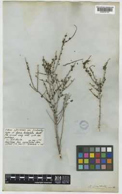 Kew Gardens K000791703:  s.coll. [106] Australia