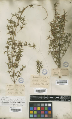 Kew Gardens K000642428:  [Bauer, J.] [s.n.] Australia