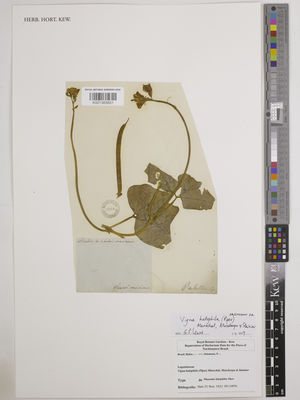 Kew Gardens K001365651:  Salzmann, P. [s.n.] Brazil