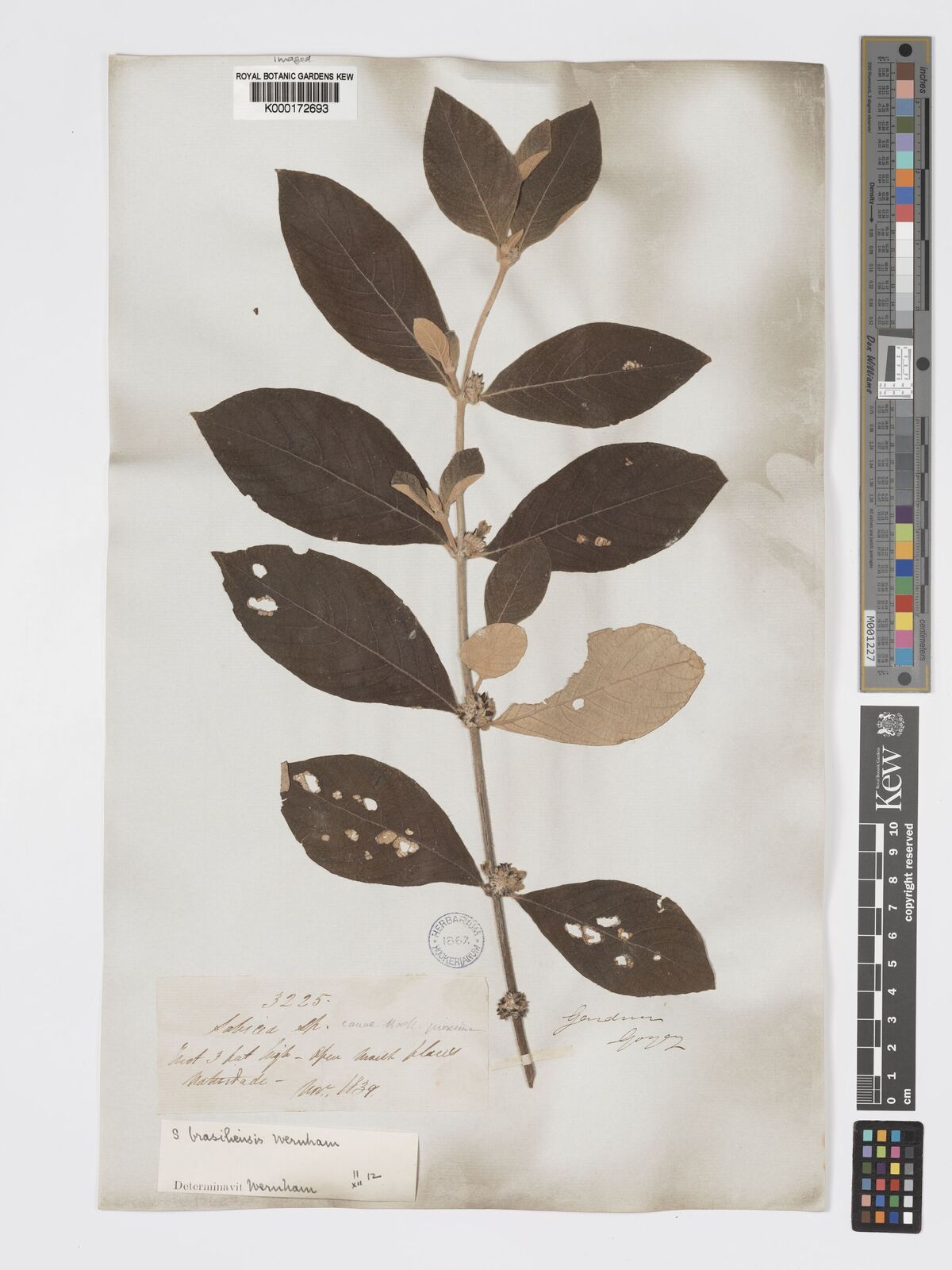 Kew Gardens K000172693:  Gardner [3225] Brazil
