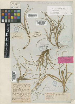 Kew Gardens K000960307:  Lyall, D. [s.n.] New Zealand