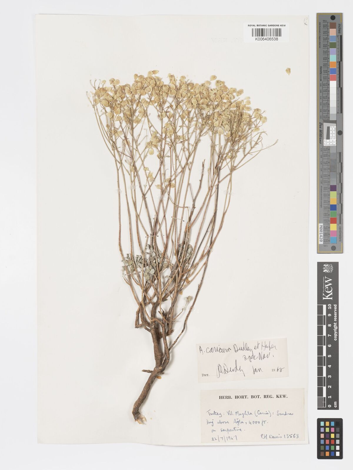 Alyssum caricum