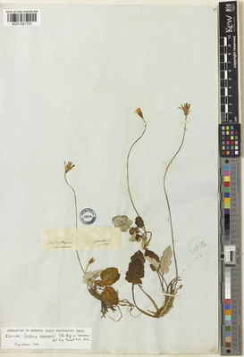 Kew Gardens K001097331:  Seemann, B.C. [s.n.] Mexico