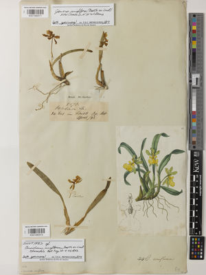 Kew Gardens K001382072:  s.coll. [s.n.]