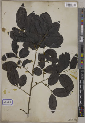 Kew Gardens K001123963:  s.coll. [Cat. no. 6464]