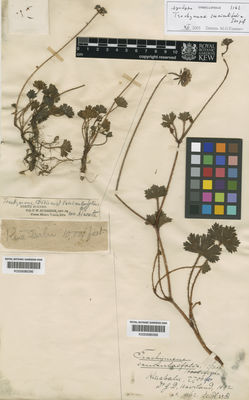 Kew Gardens K000686096:  Burbidge, F.W. [s.n.] Malaysia