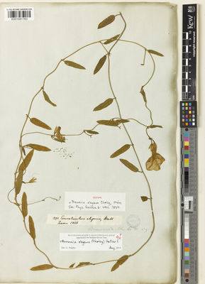 Kew Gardens K001081763:  s.coll. [1392] Burma