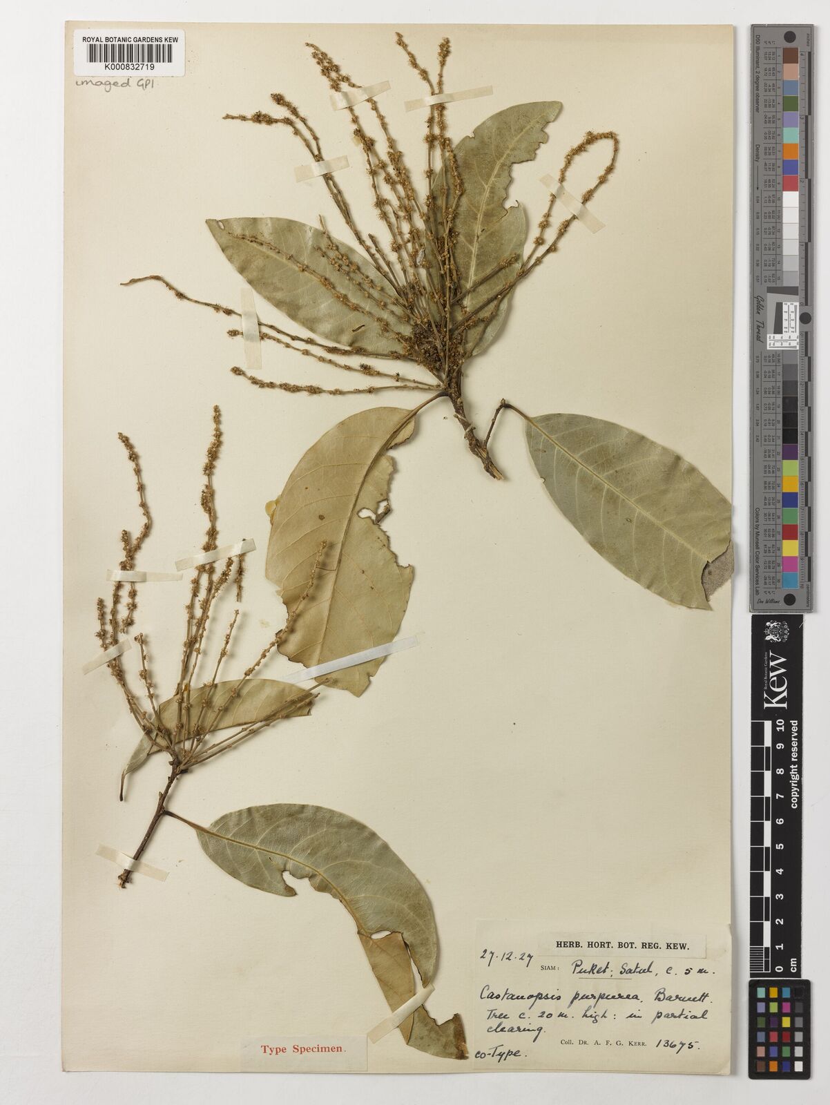 Kew Gardens K000832719:  Kerr, A.F.G. [13675] Thailand
