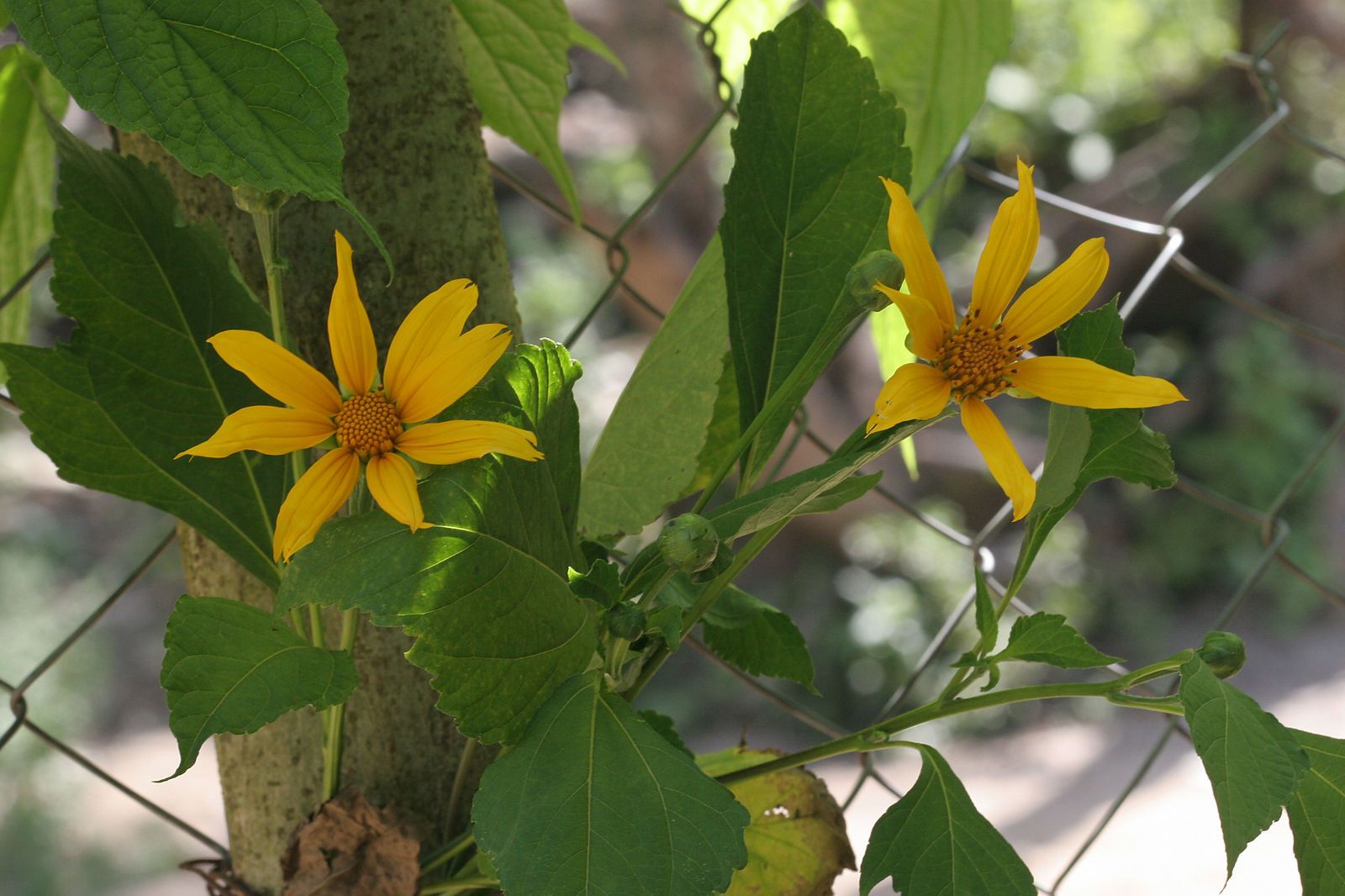 © copyright of the Board of Trustees of the Royal Botanic Gardens, Kew.